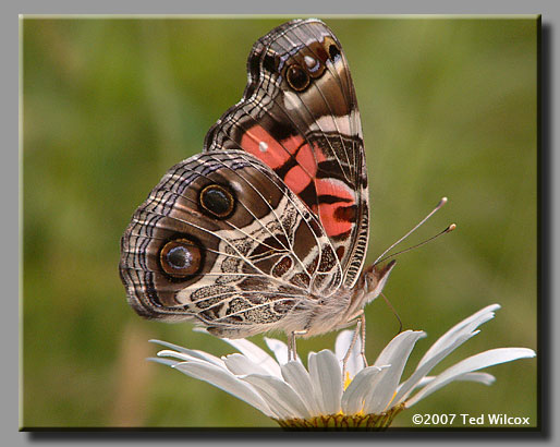 American Lady (Vanessa virginiensis)