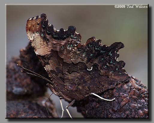 Green Comma, Polygonia faunus