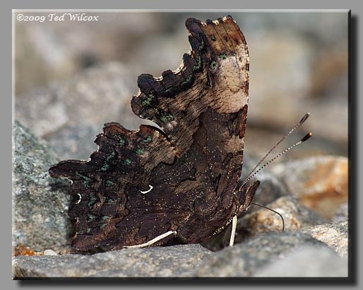 Green Comma, Polygonia faunus