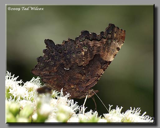 Green Comma, Polygonia faunus
