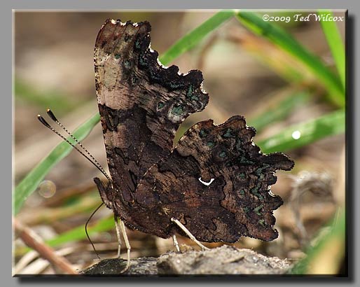 Green Comma, Polygonia faunus