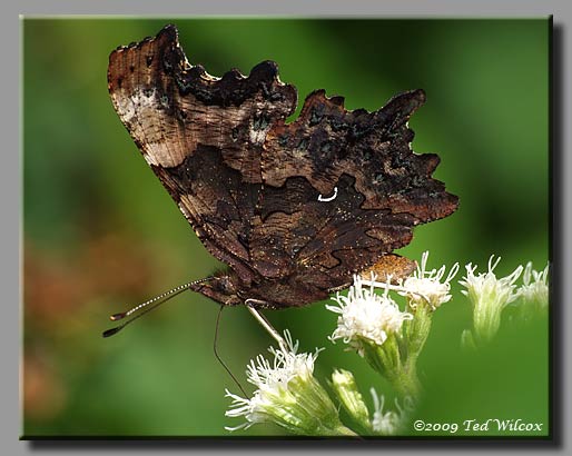 Green Comma, Polygonia faunus