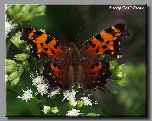 Green Comma, Polygonia faunus