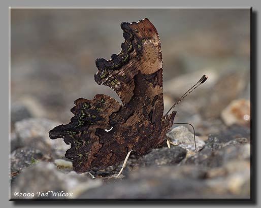Green Comma, Polygonia faunus