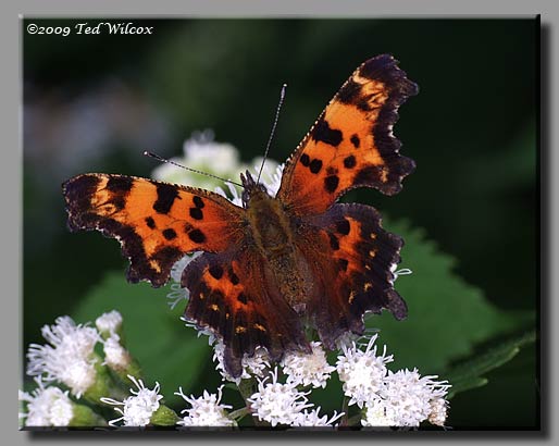 Green Comma, Polygonia faunus