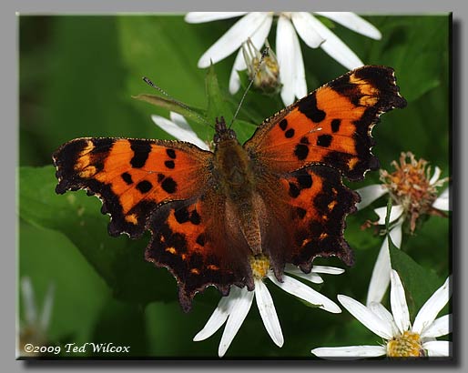 Green Comma, Polygonia faunus