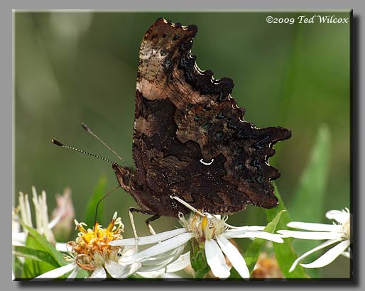 Green Comma, Polygonia faunus