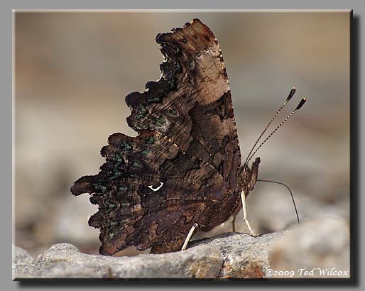 Green Comma, Polygonia faunus