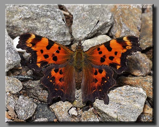 Green Comma, Polygonia faunus