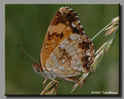 Silvery Checkerspot (Chlosyne nycteis)