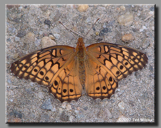 Variegated Fritillary (Euptoieta claudia)