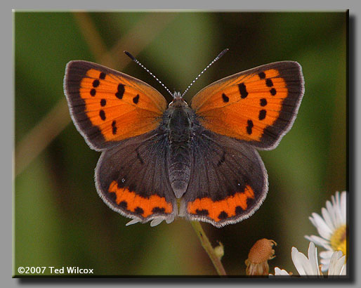 American Copper (Lycaena phlaeas)