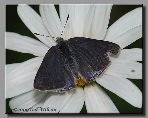 Early Hairstreak (Erora laeta)