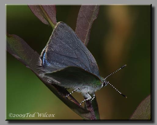 Early Hairstreak (Erora laeta)