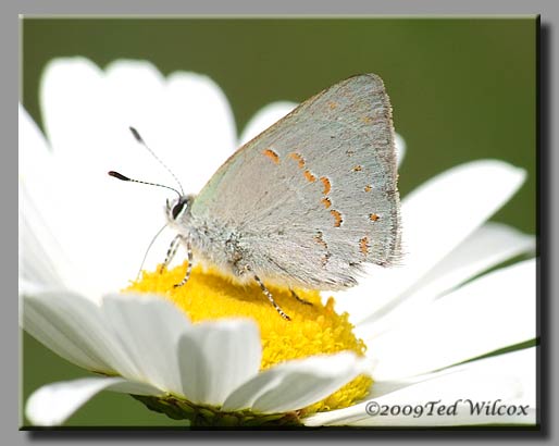 Early Hairstreak (Erora laeta)