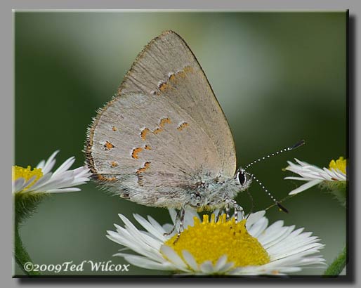 Early Hairstreak (Erora laeta)