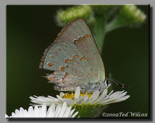 Early Hairstreak (Erora laeta)