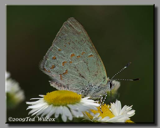 Early Hairstreak (Erora laeta)