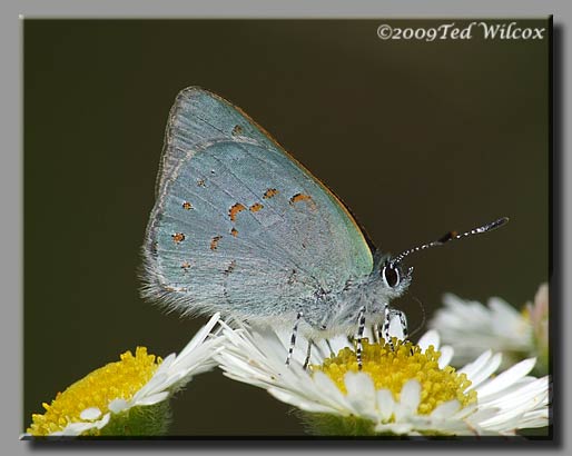 Early Hairstreak (Erora laeta)