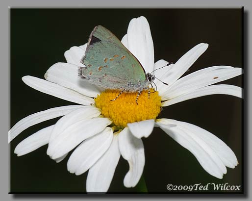 Early Hairstreak (Erora laeta)