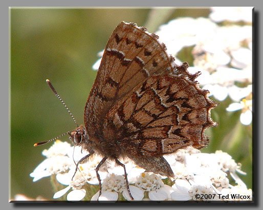 Eastern Pine Elfin (Callophrys niphon)