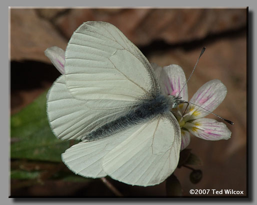 West Virginia White (Pieris virginiensis)
