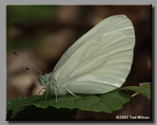 West Virginia White (Pieris virginiensis)