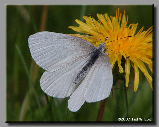 West Virginia White (Pieris virginiensis)