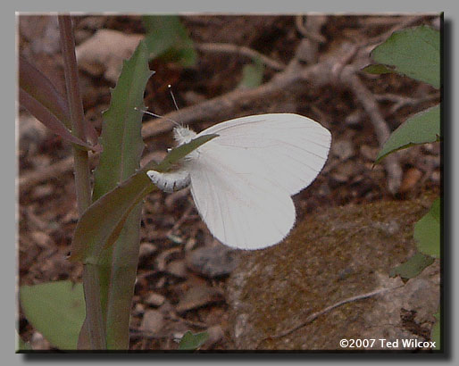 West Virginia White (Pieris virginiensis)