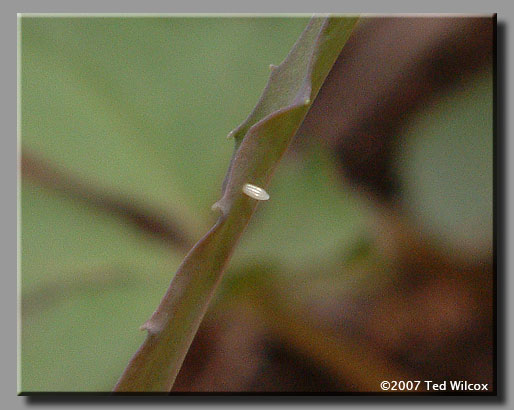 West Virginia White (Pieris virginiensis)