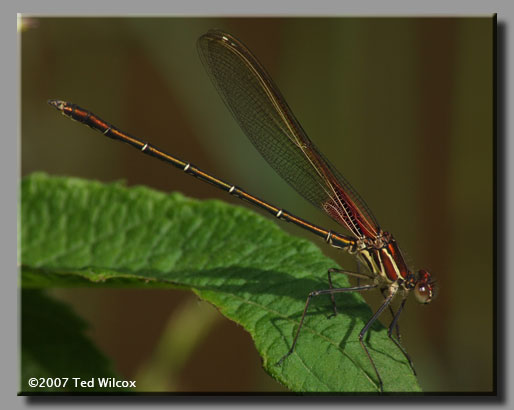 American Rubyspot (Hetaerina americana)