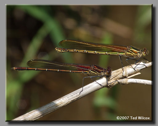 American Rubyspot (Hetaerina americana)