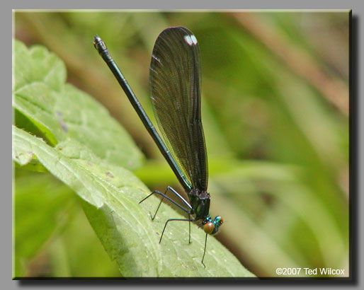 Ebony Jewelwing (Calopteryx maculata)