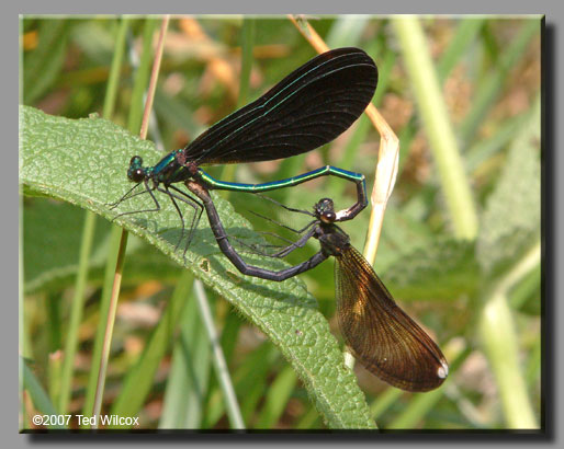 Ebony Jewelwing (Calopteryx maculata)