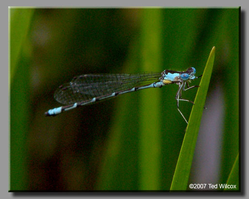 Aurora Damsel (Chromagrion conditum)