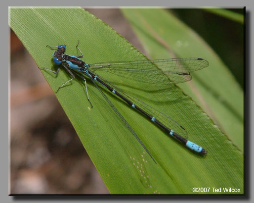 Aurora Damsel (Chromagrion conditum)