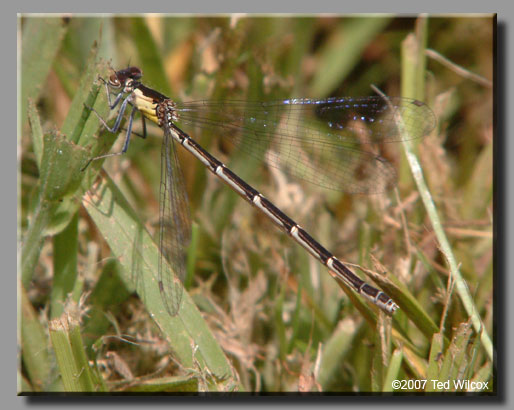 Aurora Damsel (Chromagrion conditum)