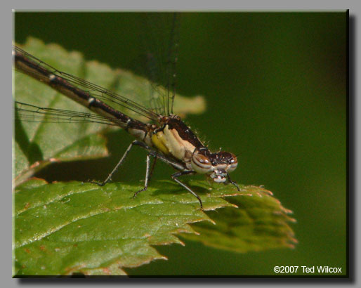 Aurora Damsel (Chromagrion conditum)