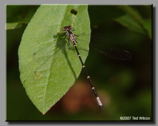 Aurora Damsel (Chromagrion conditum)