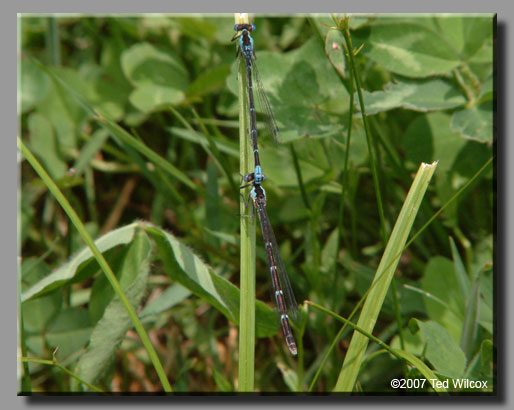 Aurora Damsel (Chromagrion conditum)