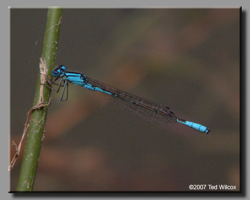 Azure Bluet (Enallagma aspersum)