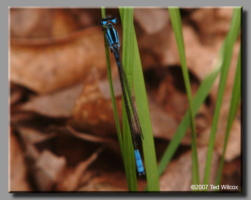 Azure Bluet (Enallagma aspersum)