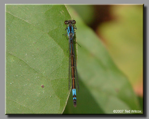 Azure Bluet (Enallagma aspersum)