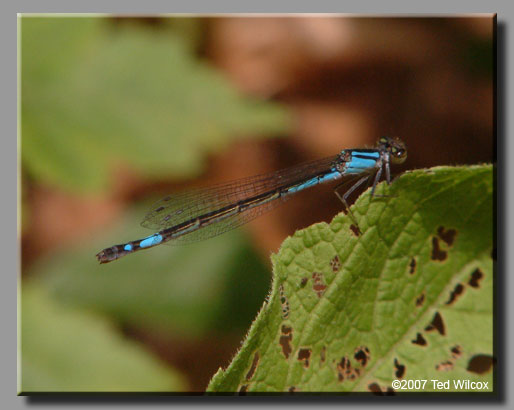 Azure Bluet (Enallagma aspersum)
