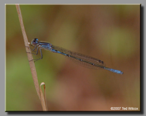 Azure Bluet (Enallagma aspersum)