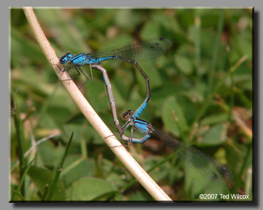 Azure Bluet (Enallagma aspersum)