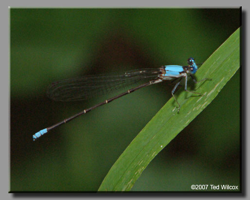 Blue-fronted Dancer (Argia apicalis)