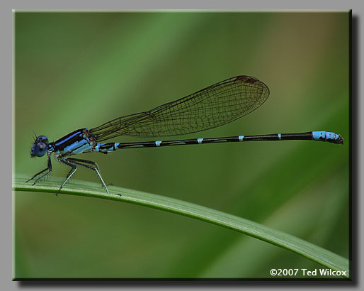 Blue-ringed Dancer (Argia sedula)