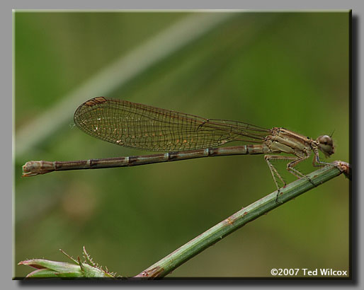 Blue-ringed Dancer (Argia sedula)