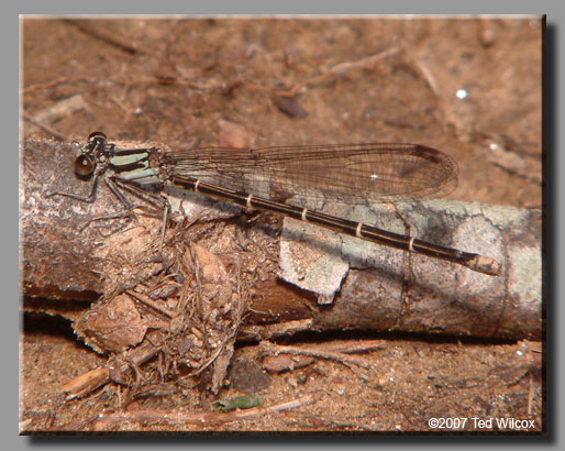 Blue-tipped Dancer (Argia tibialis)